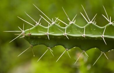 You need thick skin AND a big heart