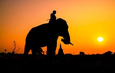 Elephants and riders