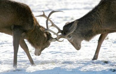 Communicating when emotions run high