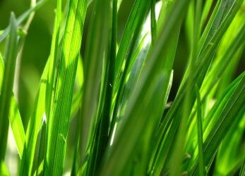 Feed high performance