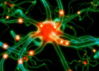 How crowded is your brain?