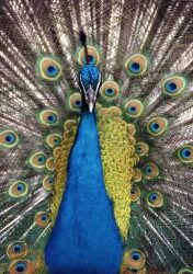 Pride and humility in leadership