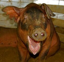 Humanergy: Ten years of laughter