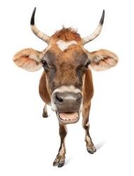 Avoid being trampled by sacred cows